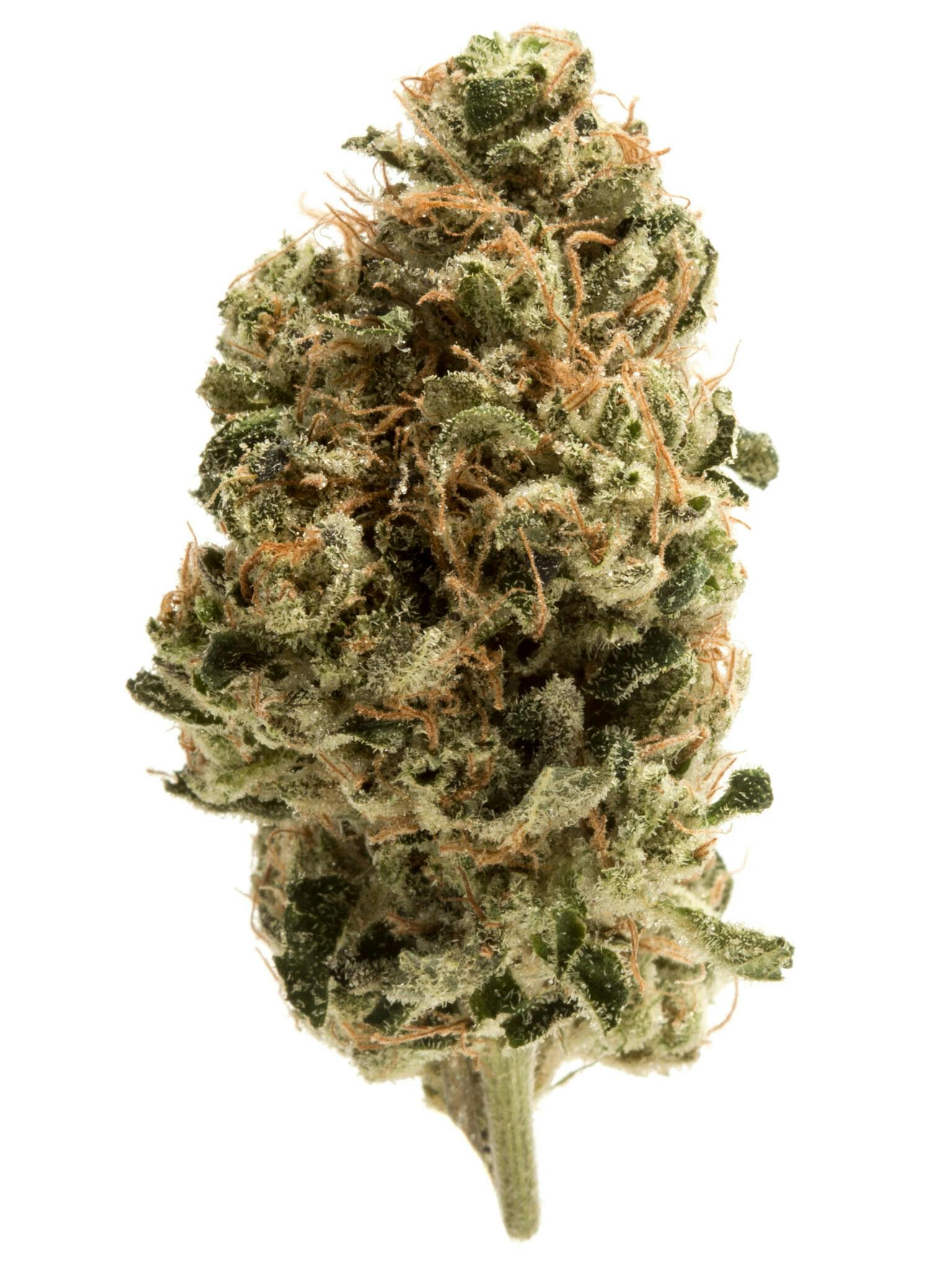 Garlic Breath